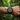 Person wearing a green wristwatch with a forest background